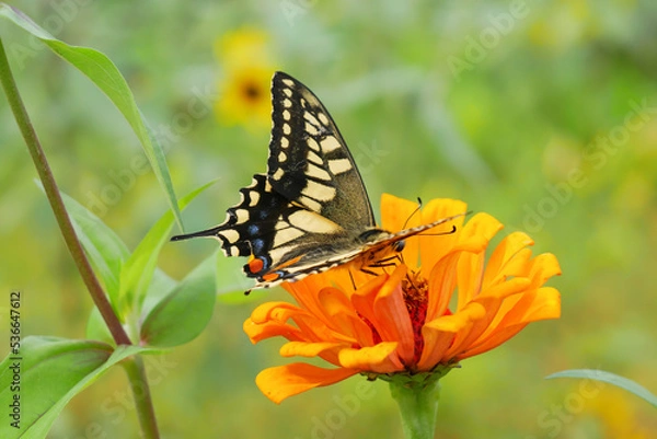 Obraz 日本の秋、ジニアの蜜を吸うアゲハ蝶