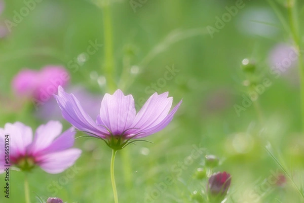 Fototapeta 太陽の光に輝く幻想的なピンクのコスモス