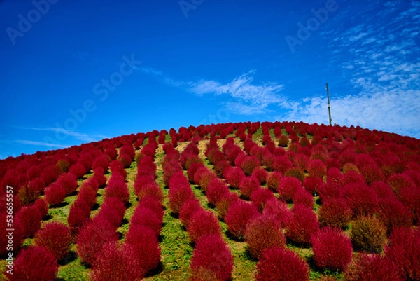 Obraz 真っ赤な秋のコキア