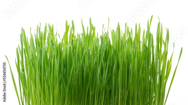 Obraz .Green wheat grass isolated on white background