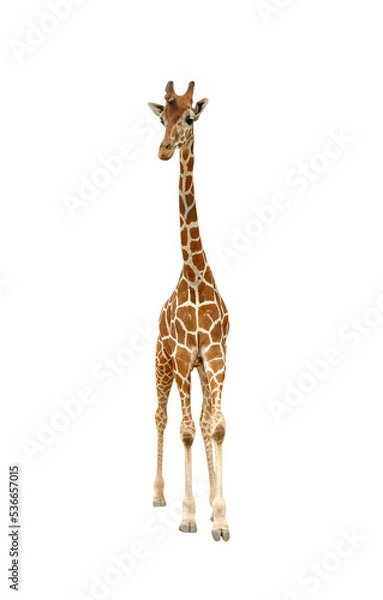 Obraz giraffe isolated