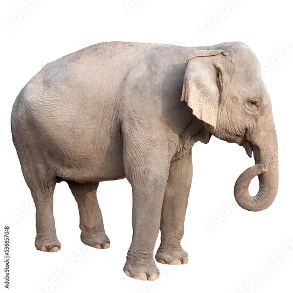 Obraz asia elephant