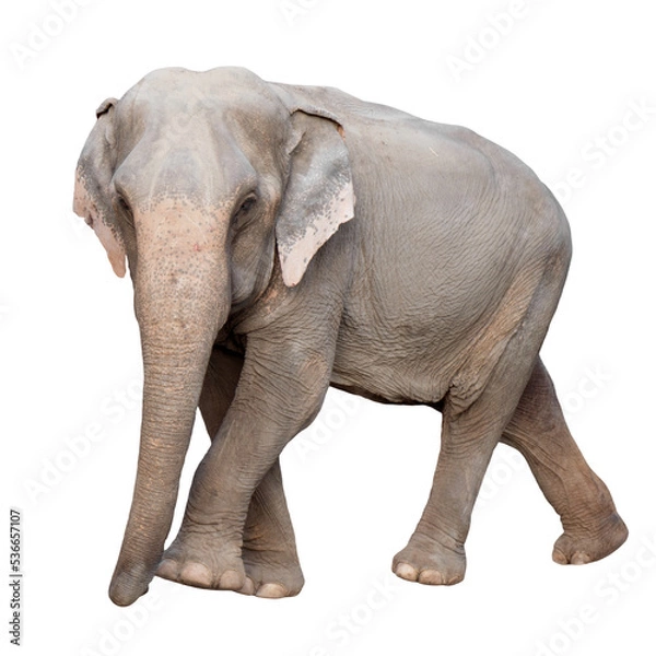 Obraz asia elephant
