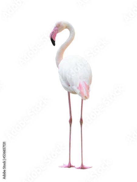 Fototapeta greater flamingo isolated