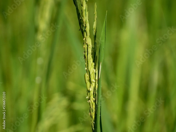 Obraz green wheat field