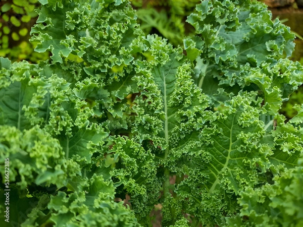 Obraz green leaves background