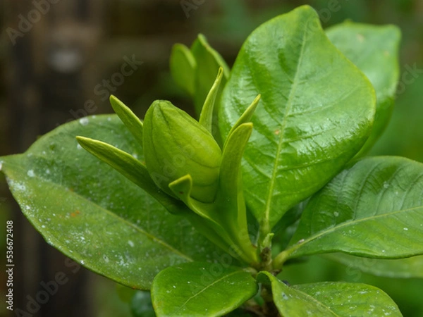 Obraz leaf with water drops