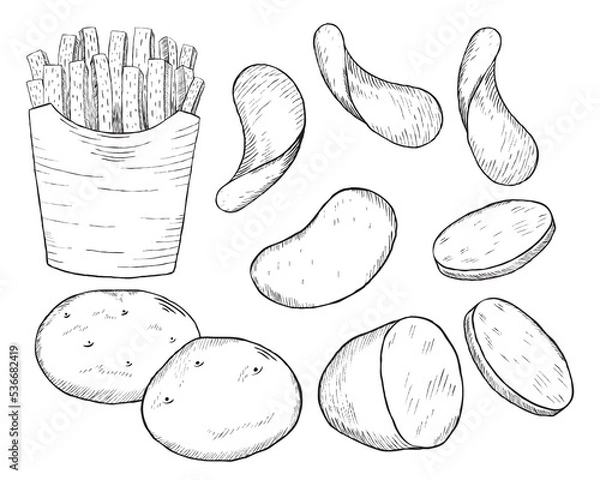 Fototapeta A collection of hand drawn potato sketches. Raw Whole Potatoes, Potato Slices, French Fries and Potato Chips