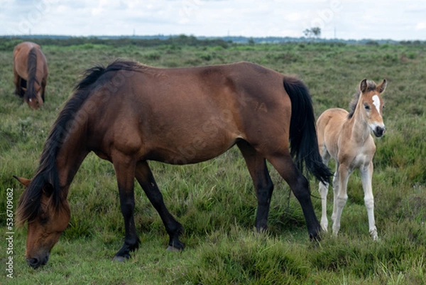 Obraz horses in the meadow