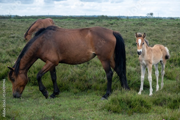 Obraz horses in the meadow