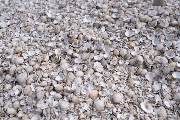 Obraz pebbles and shells