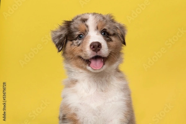 Obraz Portrait of cute australian shepherd puppy looking at the camera on a yellow background