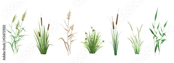 Fototapeta Cattail, reeds, cane, sedge and other marsh grass - a set of color vector drawings isolated on a white background.