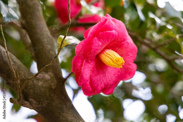 Fototapeta 伊豆大島の風景 椿
