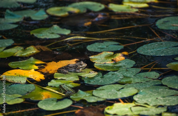 Obraz frog in the pond