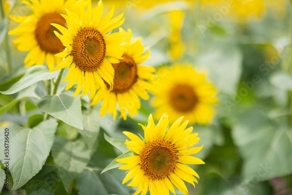 Fototapeta 夏のひまわり畑