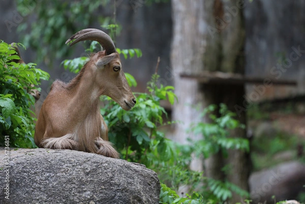 Obraz The barbary sheep is mammal and hill animal