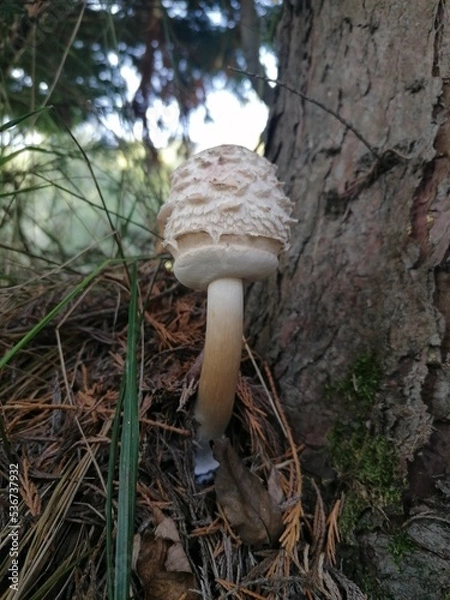 Obraz mushroom in the forest