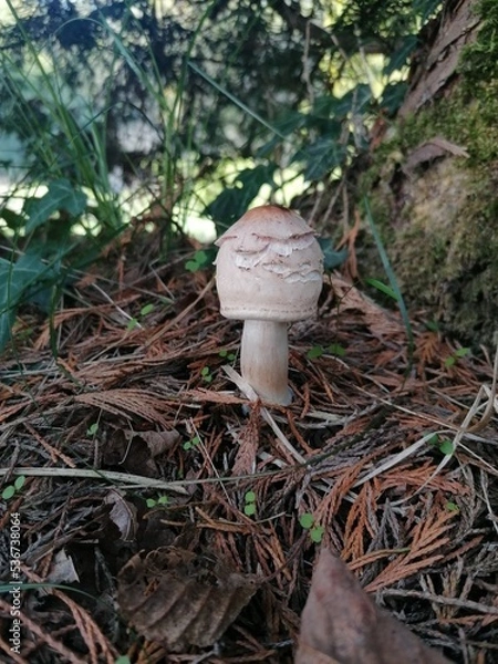 Obraz mushroom in the forest