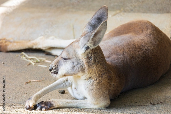 Fototapeta 眠たそうなカンガルー