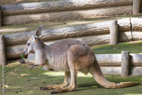 Fototapeta 眠たそうなカンガルー