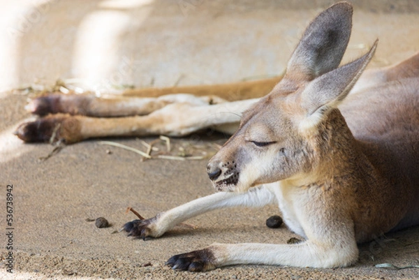 Fototapeta 眠たそうなカンガルー