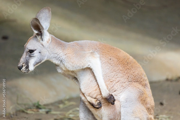 Fototapeta 眠たそうなカンガルー
