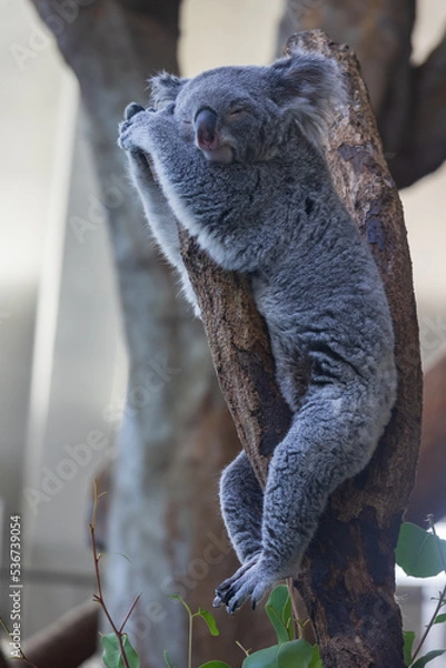 Fototapeta 木の上にいるコアラ