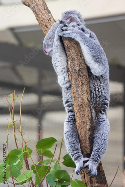 Fototapeta 木の上にいるコアラ