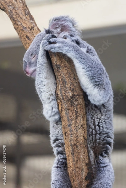 Fototapeta 木の上にいるコアラ