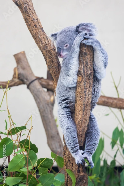 Fototapeta 木の上にいるコアラ