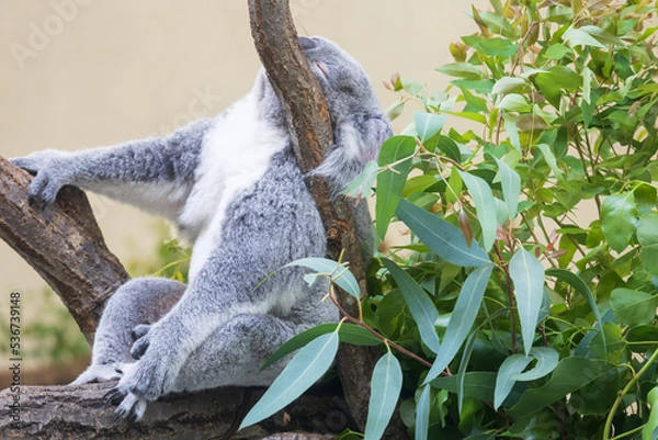 Fototapeta 木の上にいるコアラ