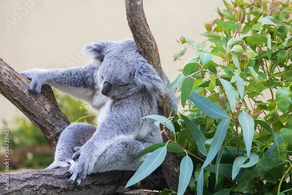 Fototapeta 木の上にいるコアラ
