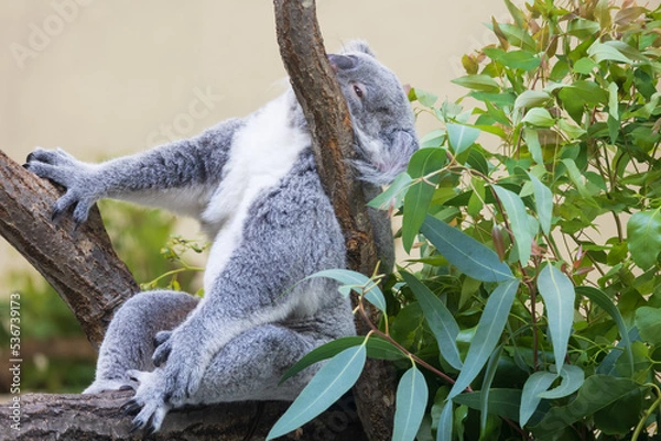 Fototapeta 木の上にいるコアラ
