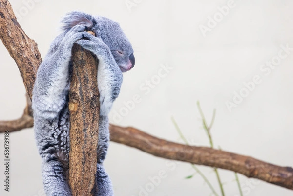 Fototapeta 木の上にいるコアラ