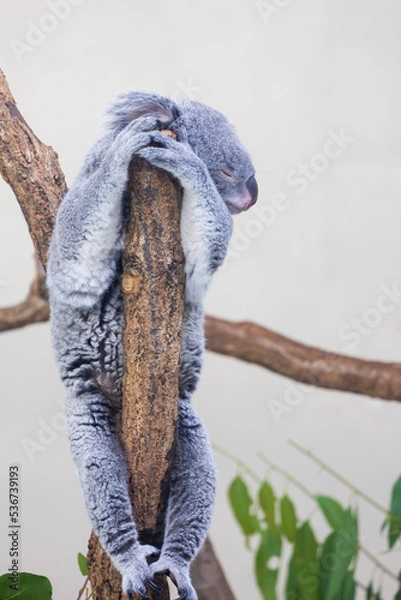 Fototapeta 木の上にいるコアラ