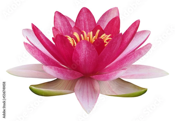 Fototapeta Lotus flower or water lily, PNG, isolated on transparent background