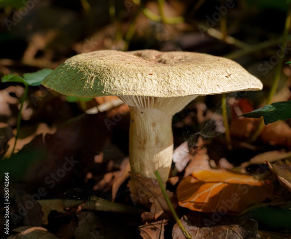 Fototapeta Toadstools in Dover Woods