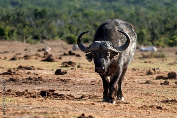 Fototapeta Cape Buffalo with large curved horns