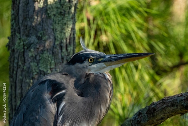 Obraz great blue heron 