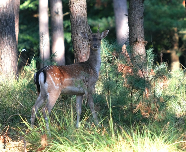 Obraz Damwild junger Hirsch im Wald