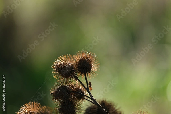 Obraz Kletten im Herbst