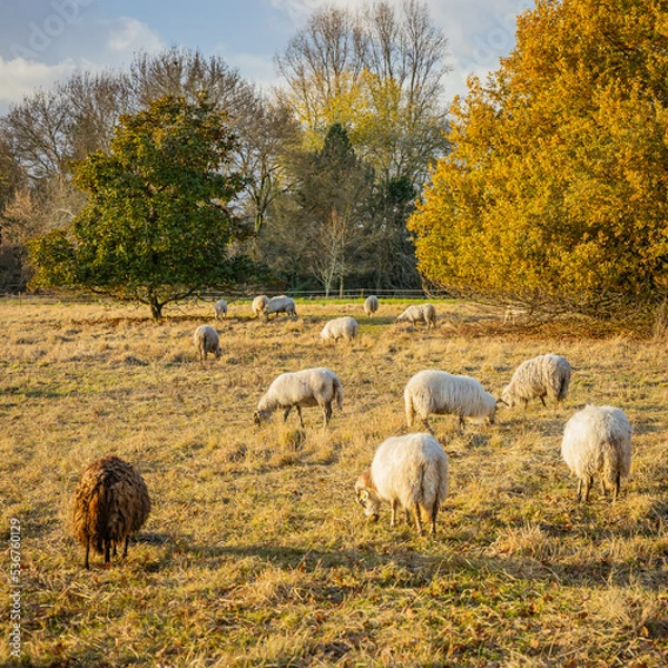 Obraz Flock of Landes sheep grazing grass on an Autumn day in France at sunset