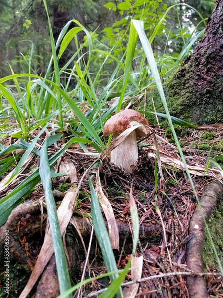 Obraz Cep or Boletus Mushroom growing on lush green moss in a forest, low angle view (Boletus edulis)