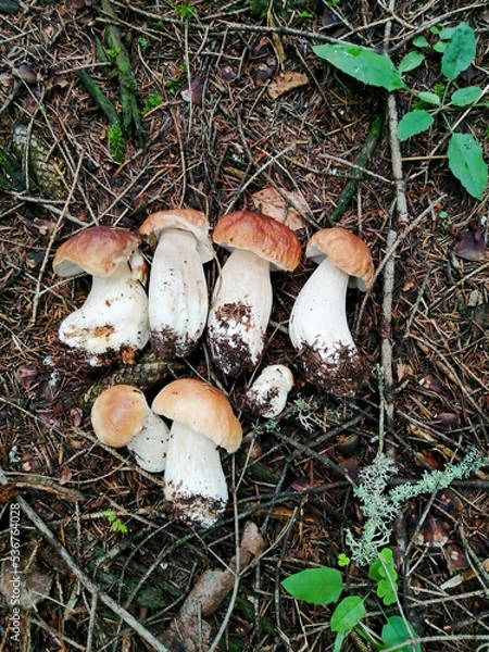 Obraz Cep or Boletus Mushroom growing on lush green moss in a forest, low angle view (Boletus edulis)