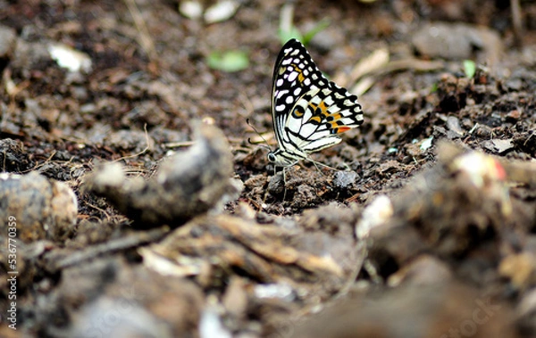 Fototapeta butterfly on the ground