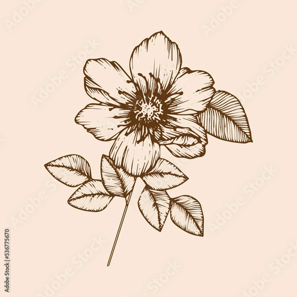 Fototapeta flower vector vintage 