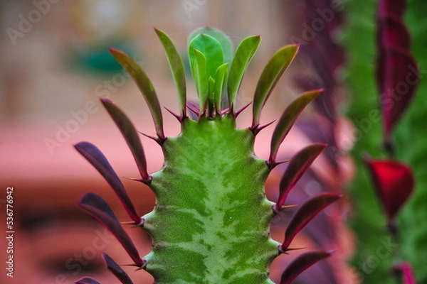Fototapeta close up of cactus