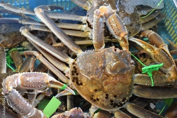 Obraz 香住のタグ付き松葉ガニ