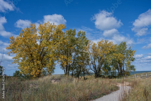 Obraz Forest in Autumn